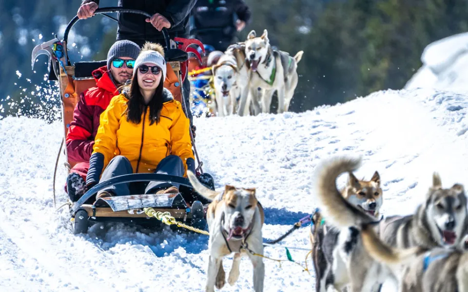 chien-de-traineau-andorre