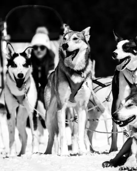 Grandvalira-mushing